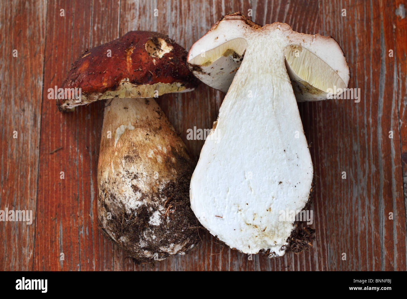 Castaneus fungus eatable Chestnut bolete Stock Photo