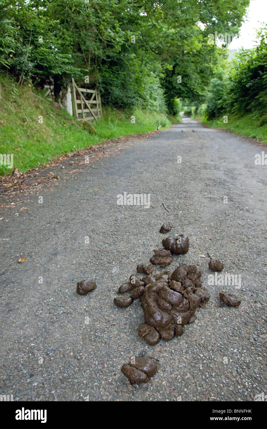 Fresh horse dung on a Devon UK road, causes a potential skidding risk