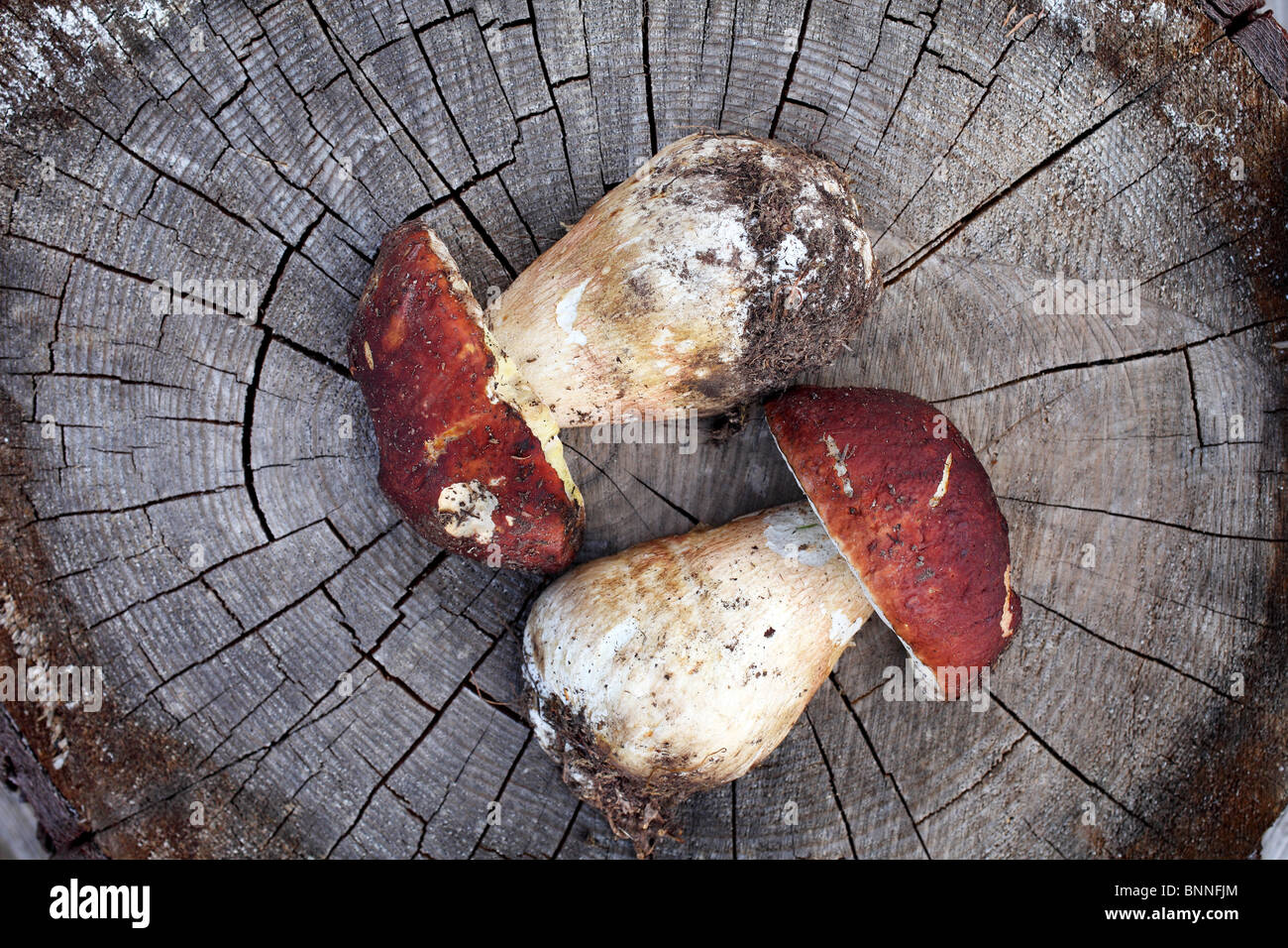 Castaneus fungus eatable Chestnut bolete Stock Photo
