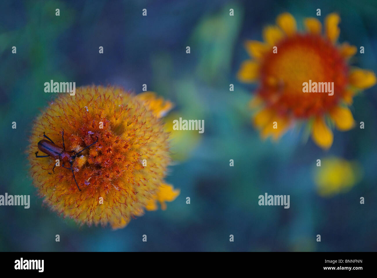 A Red Flat Bark Beetle (Cucujus clavipes) looks for mites on a wilting Blanket Flower