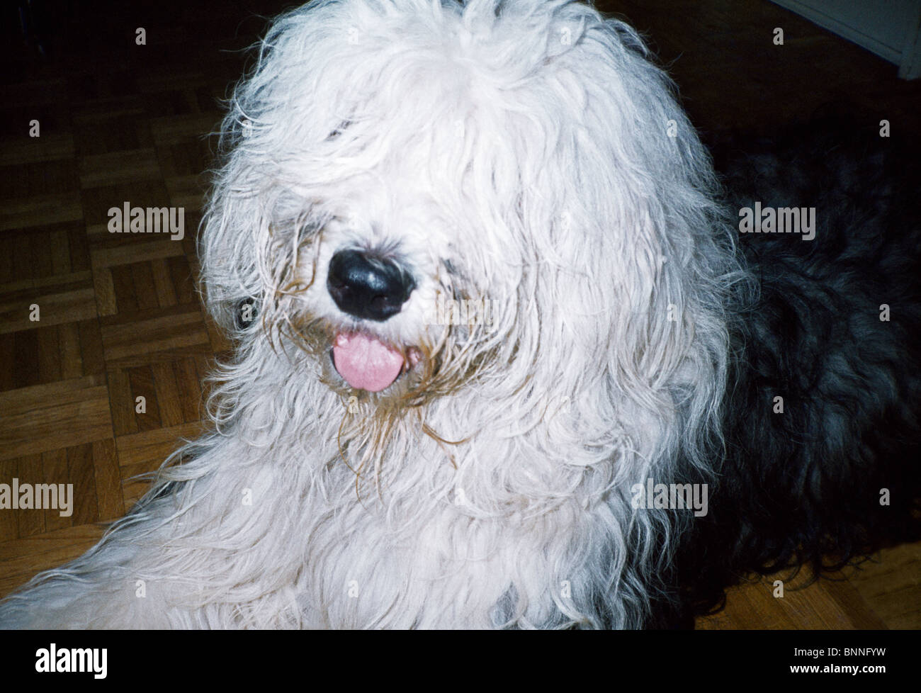 Friendly Old English Sheepdog dressed for the Fourth of July Stock Photo -  Alamy