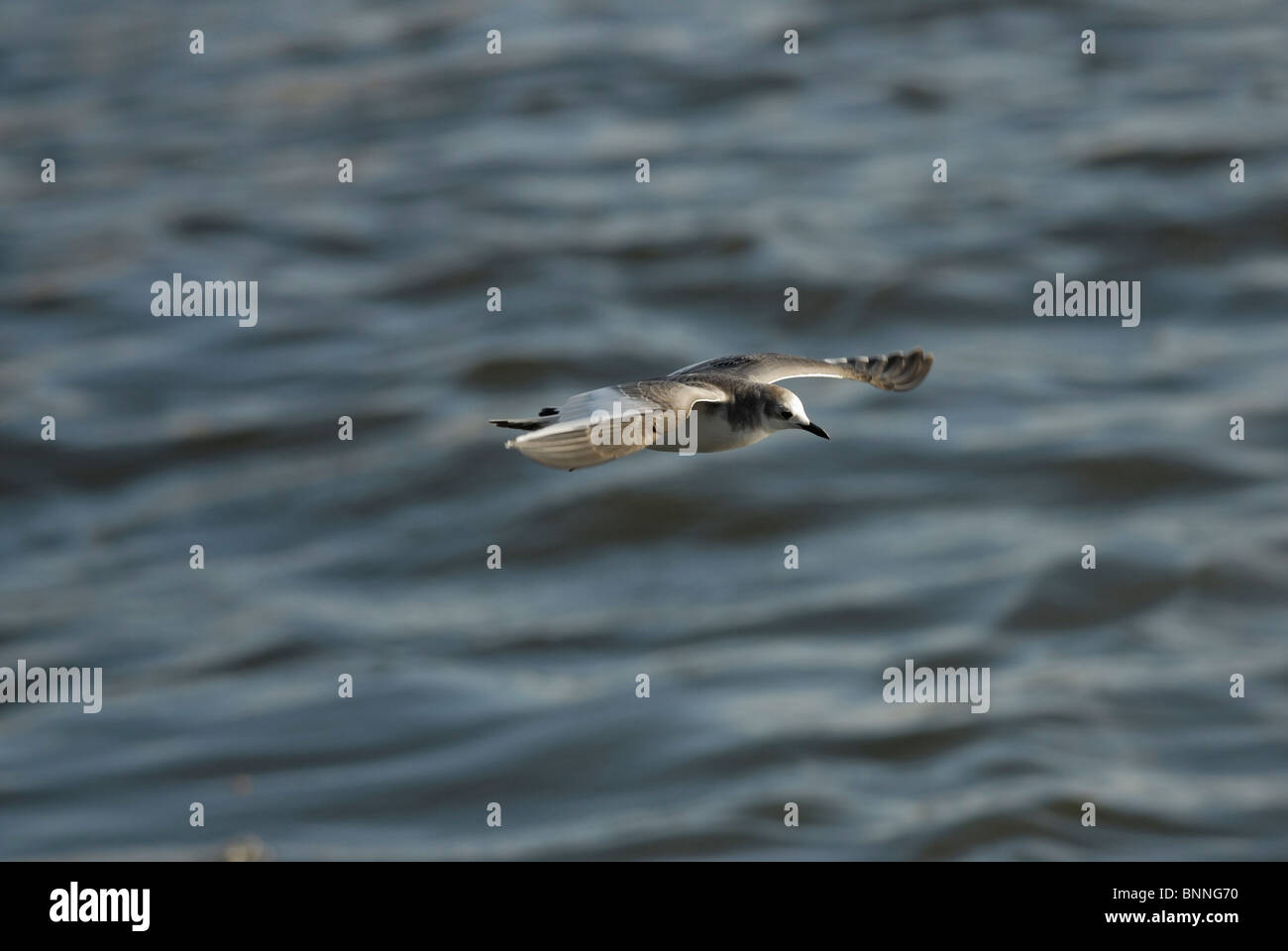 Sabine's Gull (Xema sabini Stock Photo Alamy