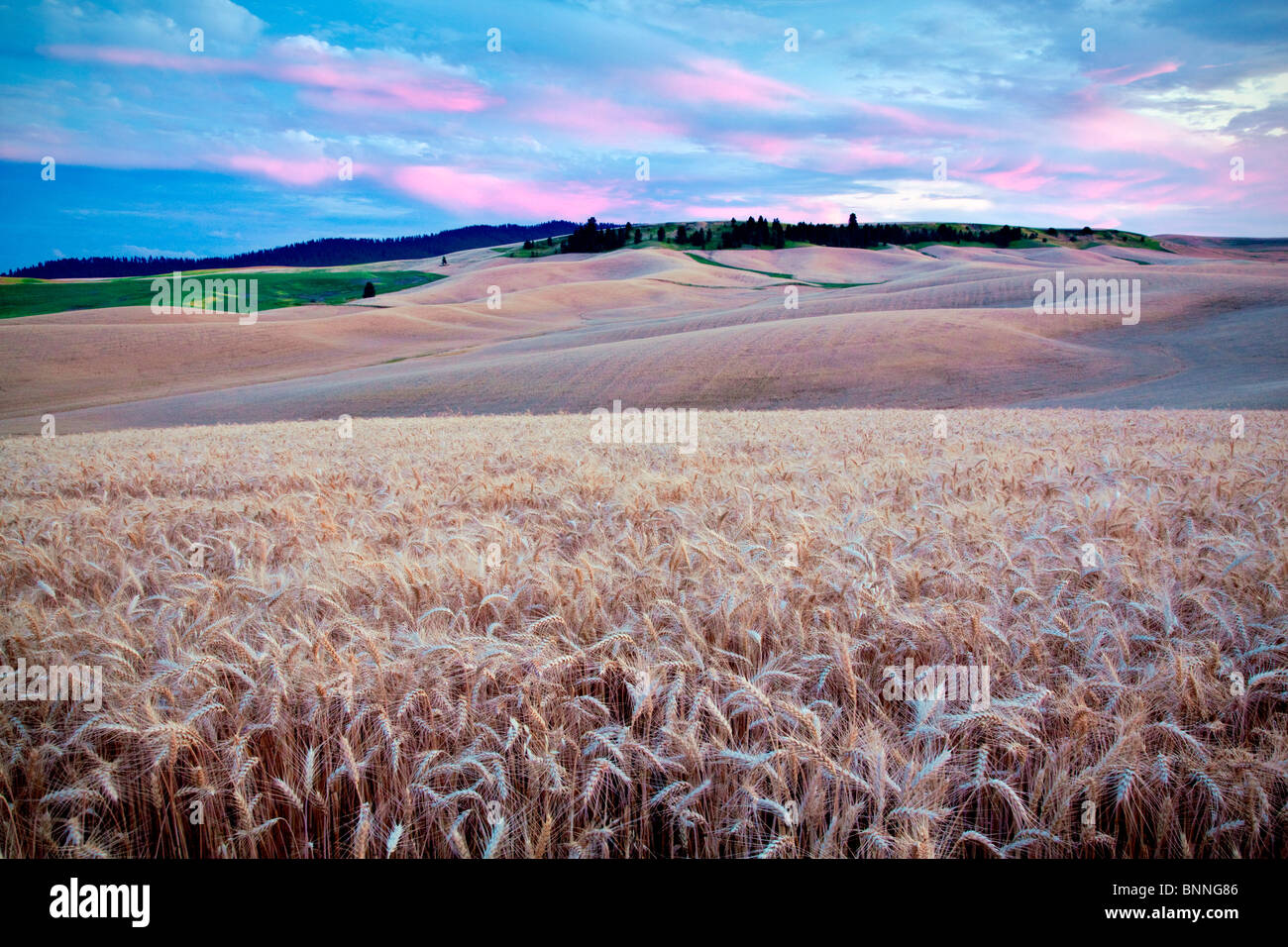 Sunset and wheat field. The Palouse, Washington Stock Photo