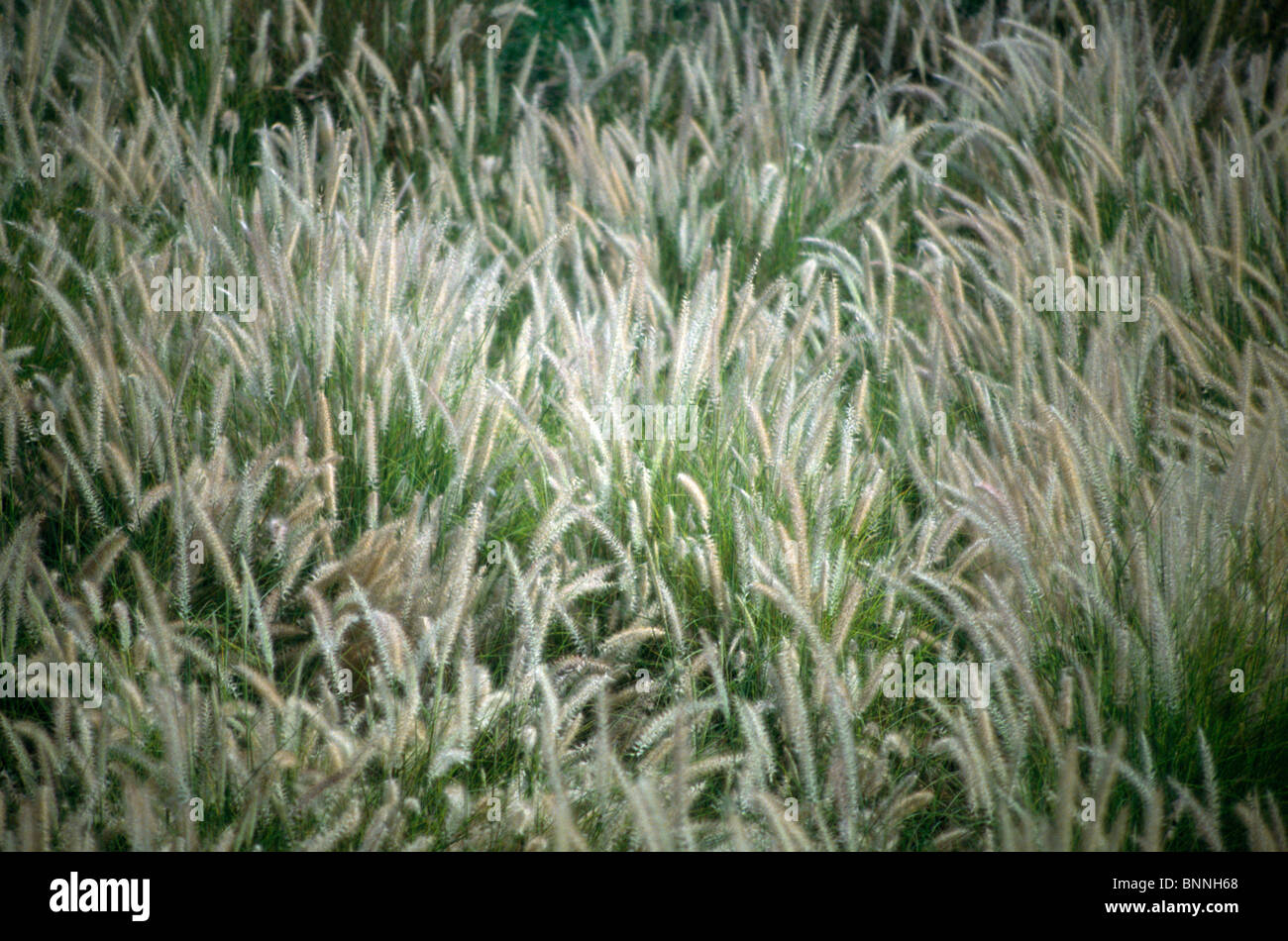 Dubai UAE Grass Stock Photo Alamy