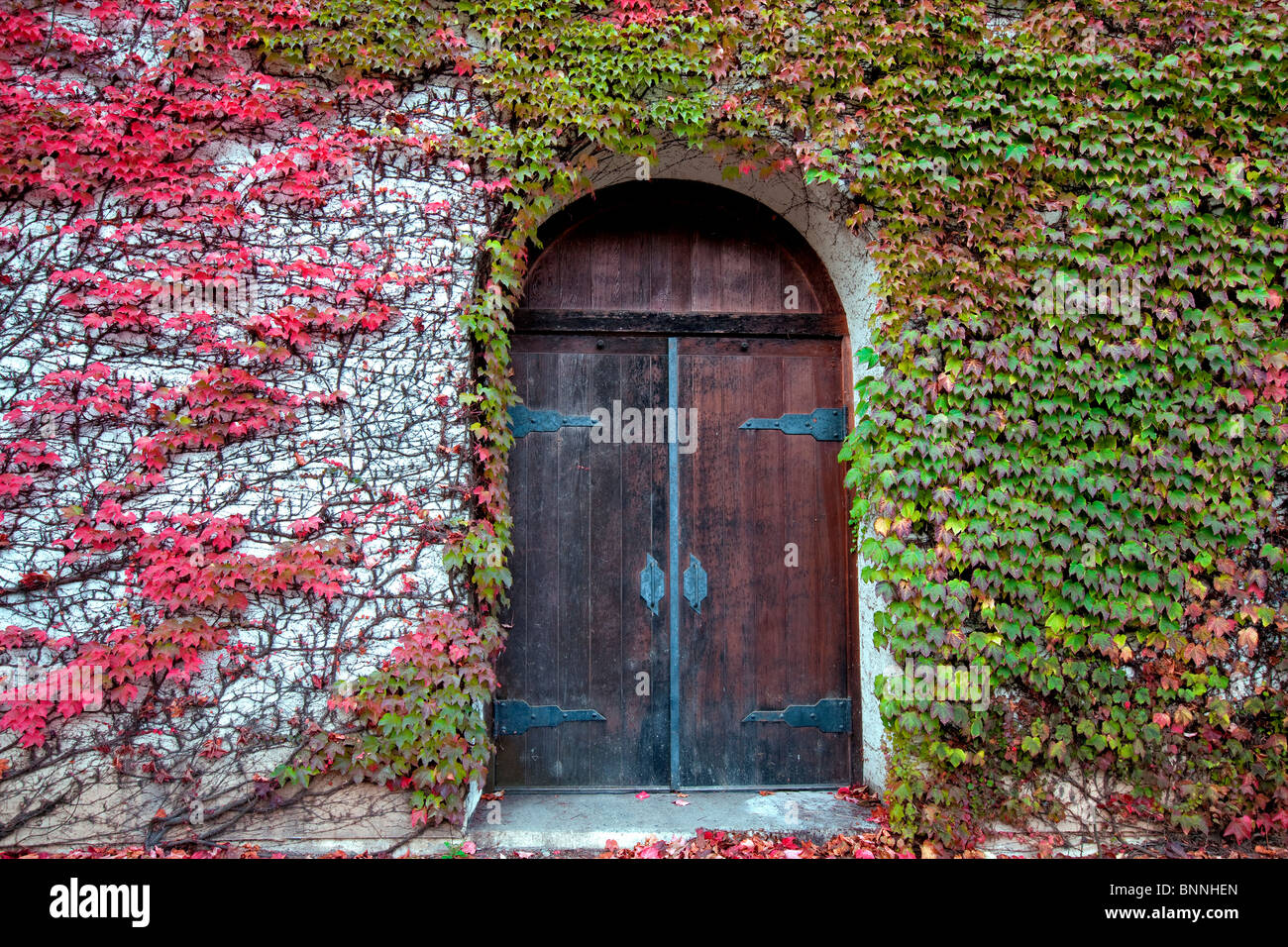 Door will fall colored ivy. Grgich Hills Estate. Napa Valley, California Stock Photo