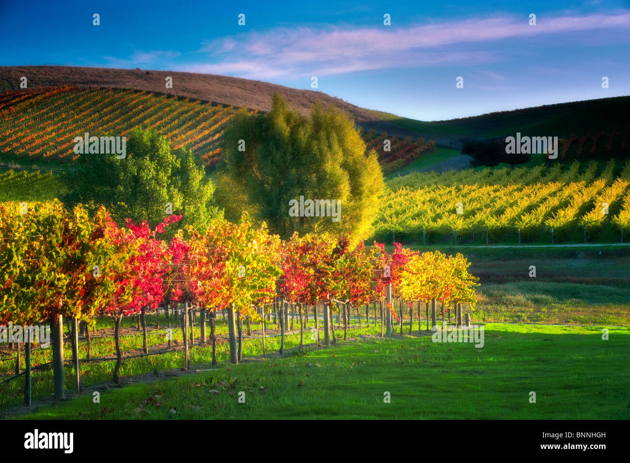 Rows of fall colored grapes. Vineyards of Napa Valley, California Stock Photo