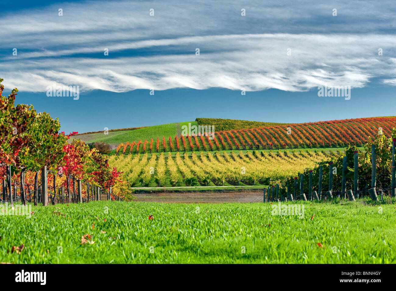 Rows of fall colored grapes. Vineyards of Napa Valley, California Stock Photo