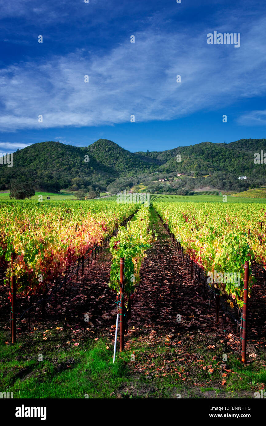 Rows of fall colored grapes. Vineyards of Napa Valley, California Stock Photo