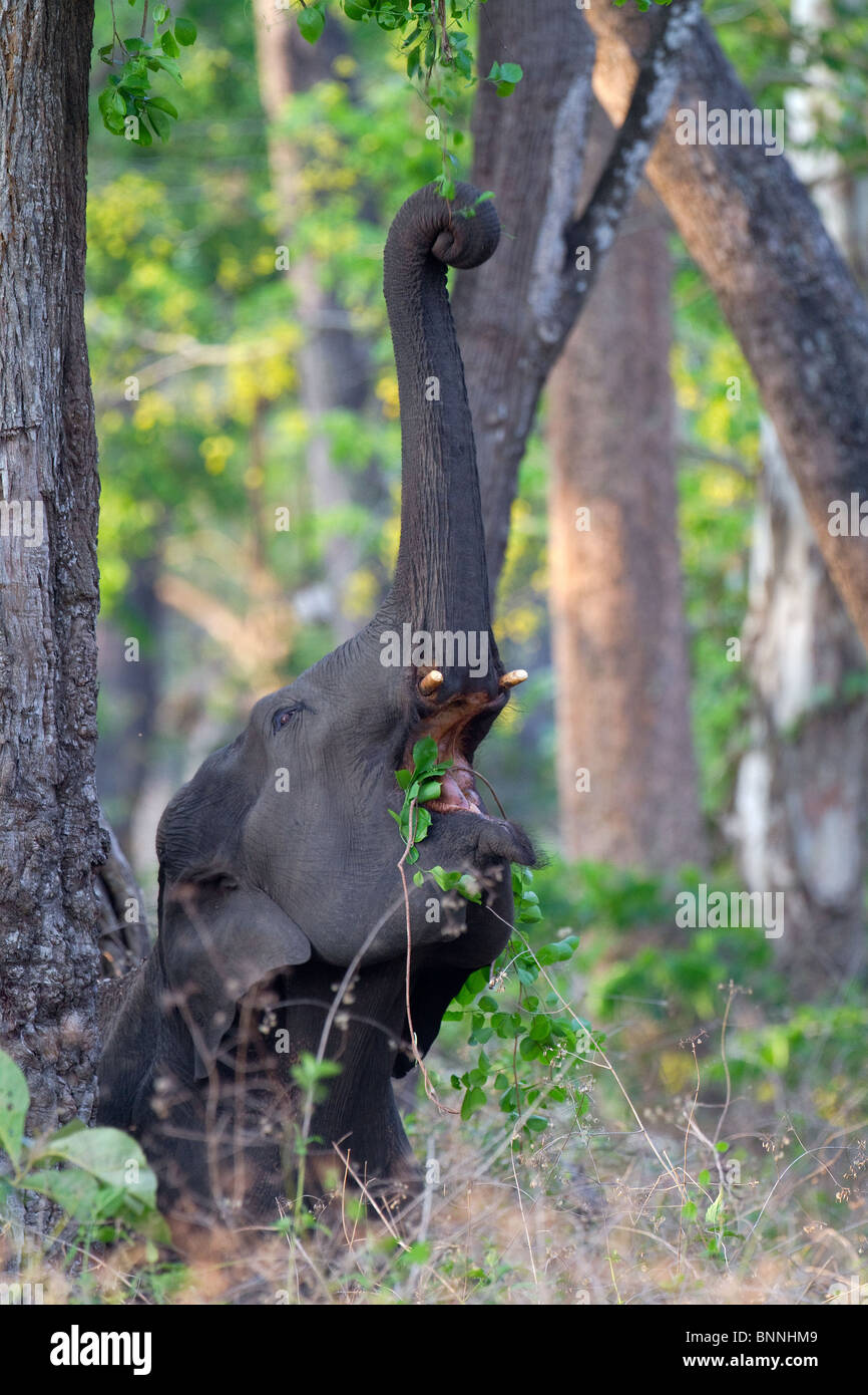An asian elephant (Elephas maximus) reaching up to feed. Stock Photo