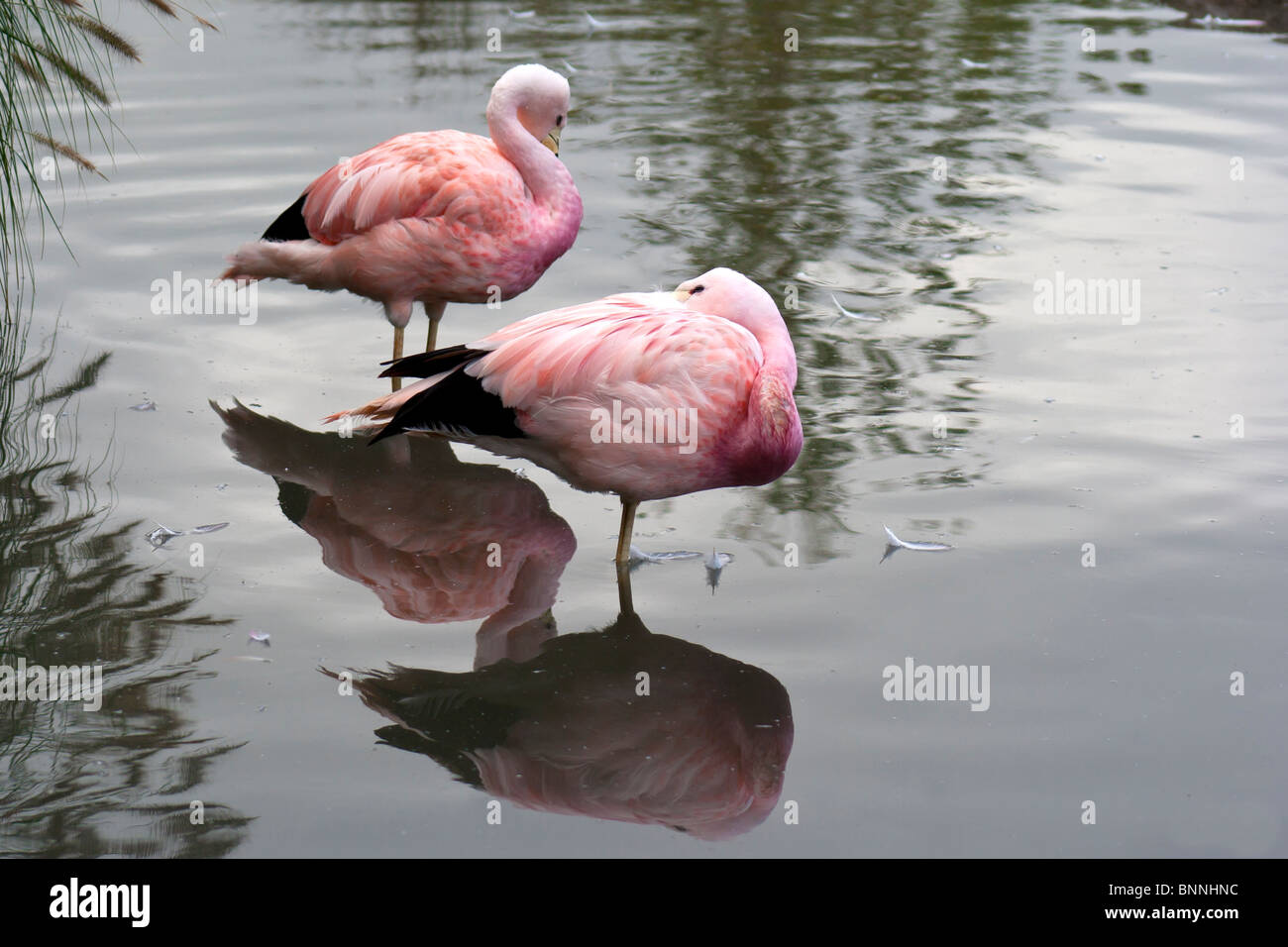 Andean Flamingo, Phoenicoparrus andinea Stock Photo
