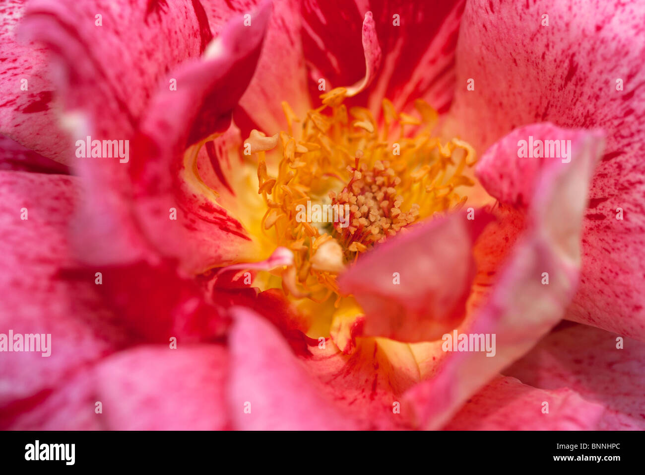 Bicolor rose hires stock photography and images Alamy
