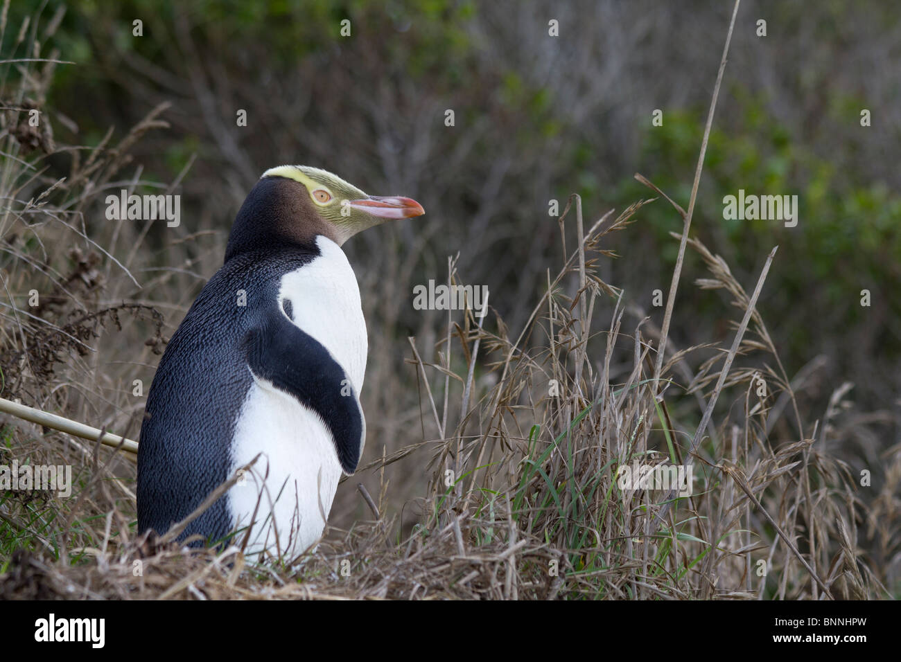 Yellow-eyed penguin, Megadyptes antipodes Stock Photo