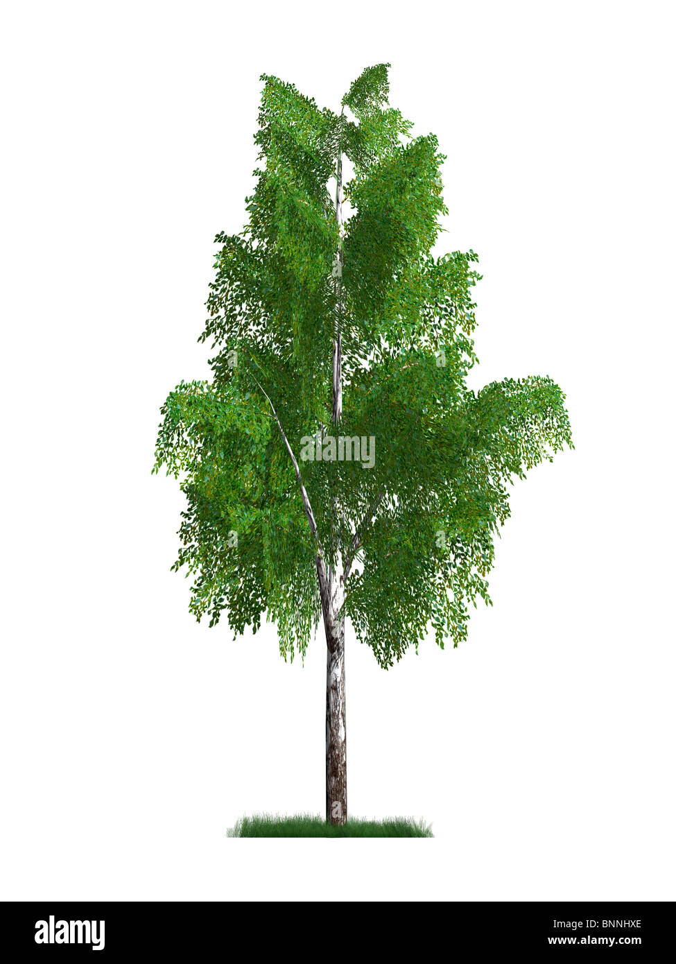 3D model of a birch tree isolated on white background Stock Photo