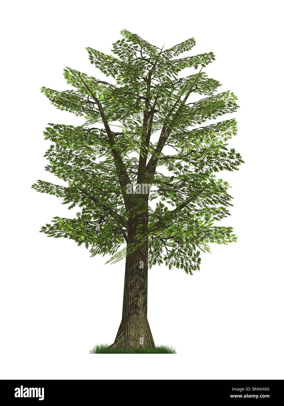 3D model of oak tree isolated on white background Stock Photo