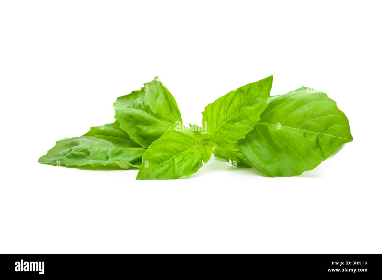 Bunch of basil leaves over white background Stock Photo Alamy