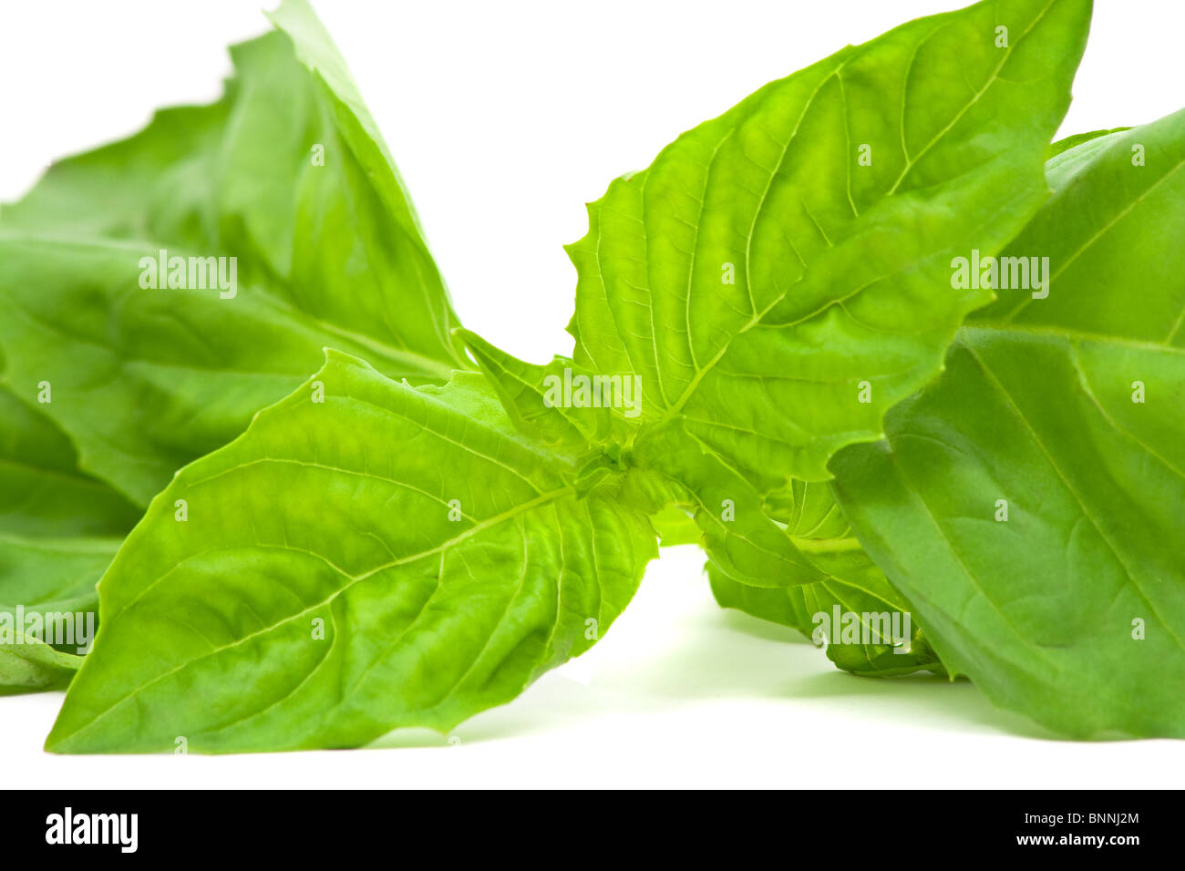 Bunch of basil leaves over white background Stock Photo Alamy