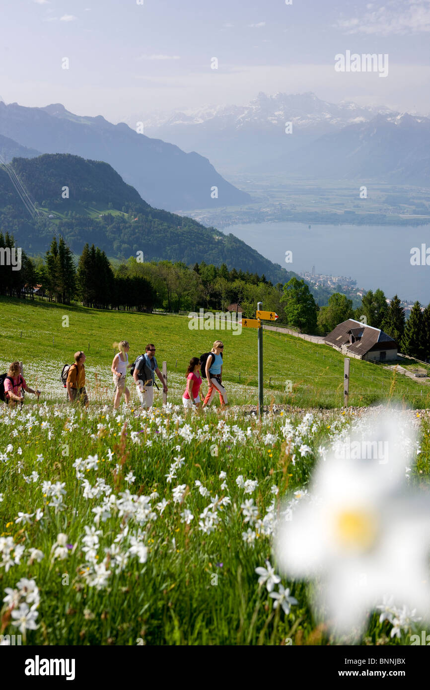 Switzerland swiss walking hiking narcissus wandering group flowers narcissi footpath signpost canton Vaud persons flower meadow Stock Photo