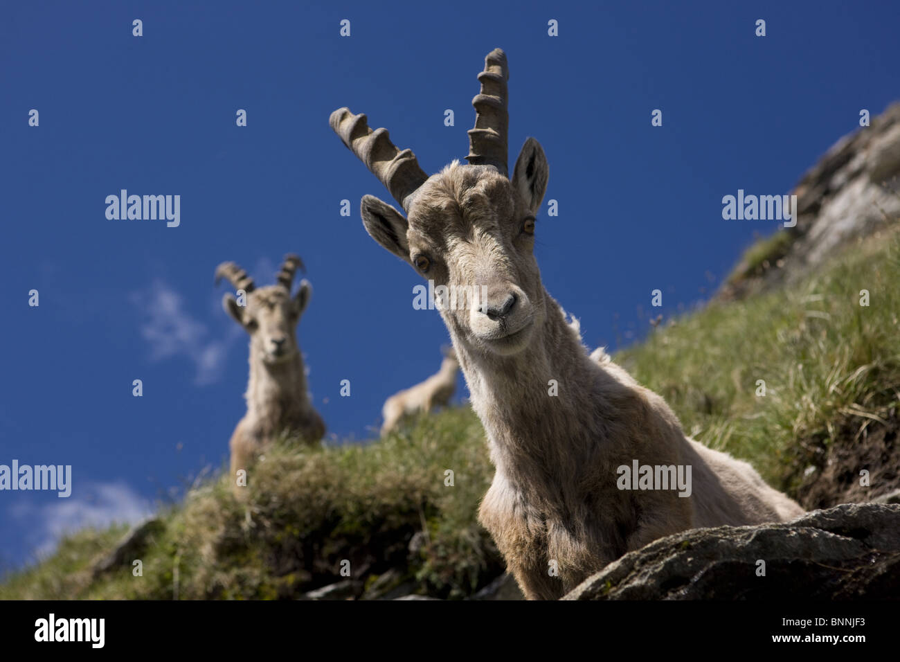 Switzerland swiss Capricorn ibex young animals portrait horns boy blue sky heaven canton Valais animals beasts nature young Stock Photo