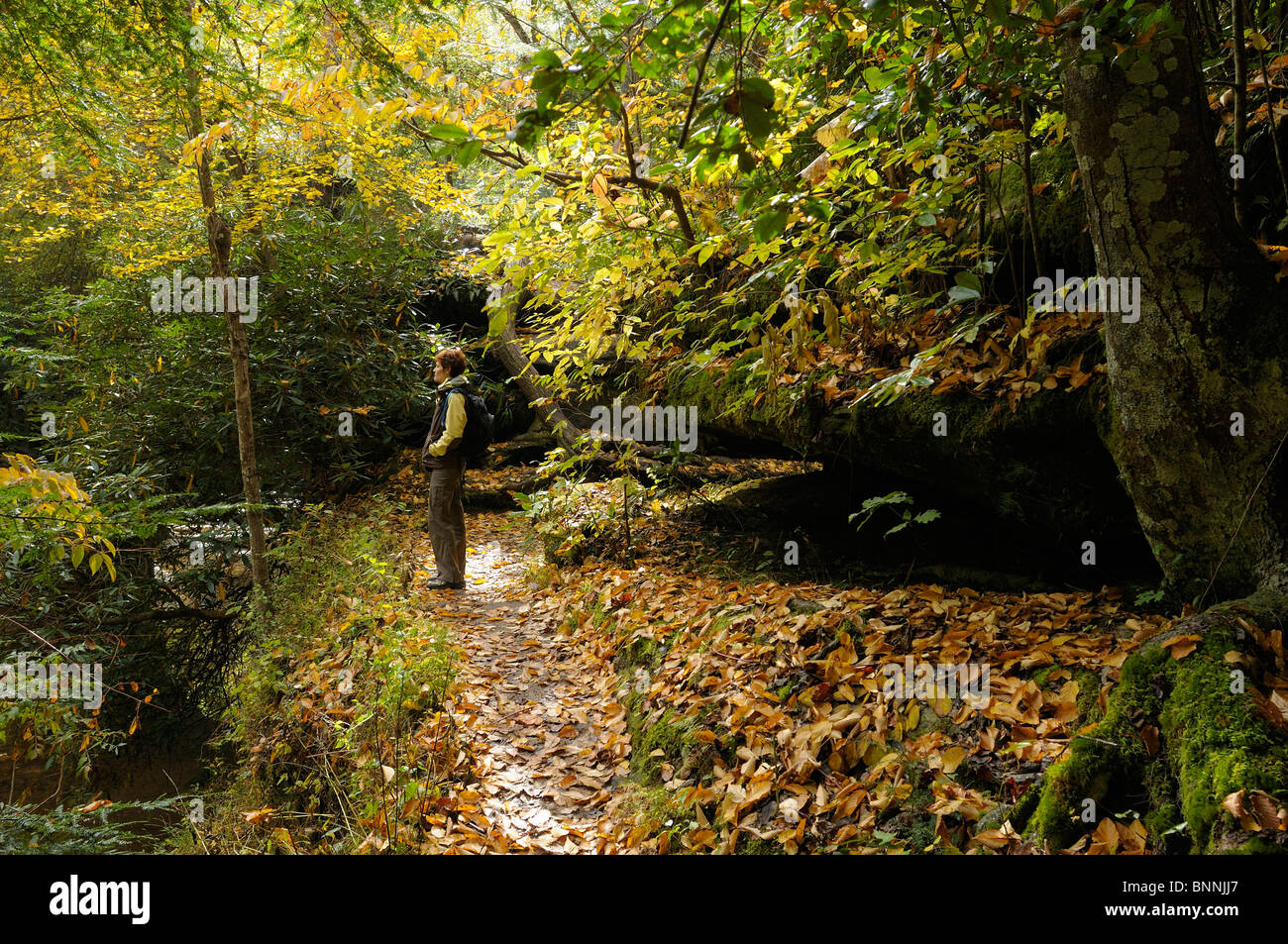 woman Hiker fall autumn leaves trail Rocky Arch Daniel Boone National Forest The Red River Gorge Geological Area Kentucky USA Stock Photo