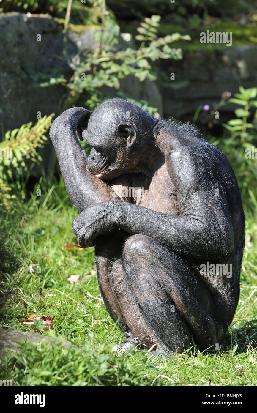 Old female Bonobo (Pan paniscus) sitting on the ground Stock Photo