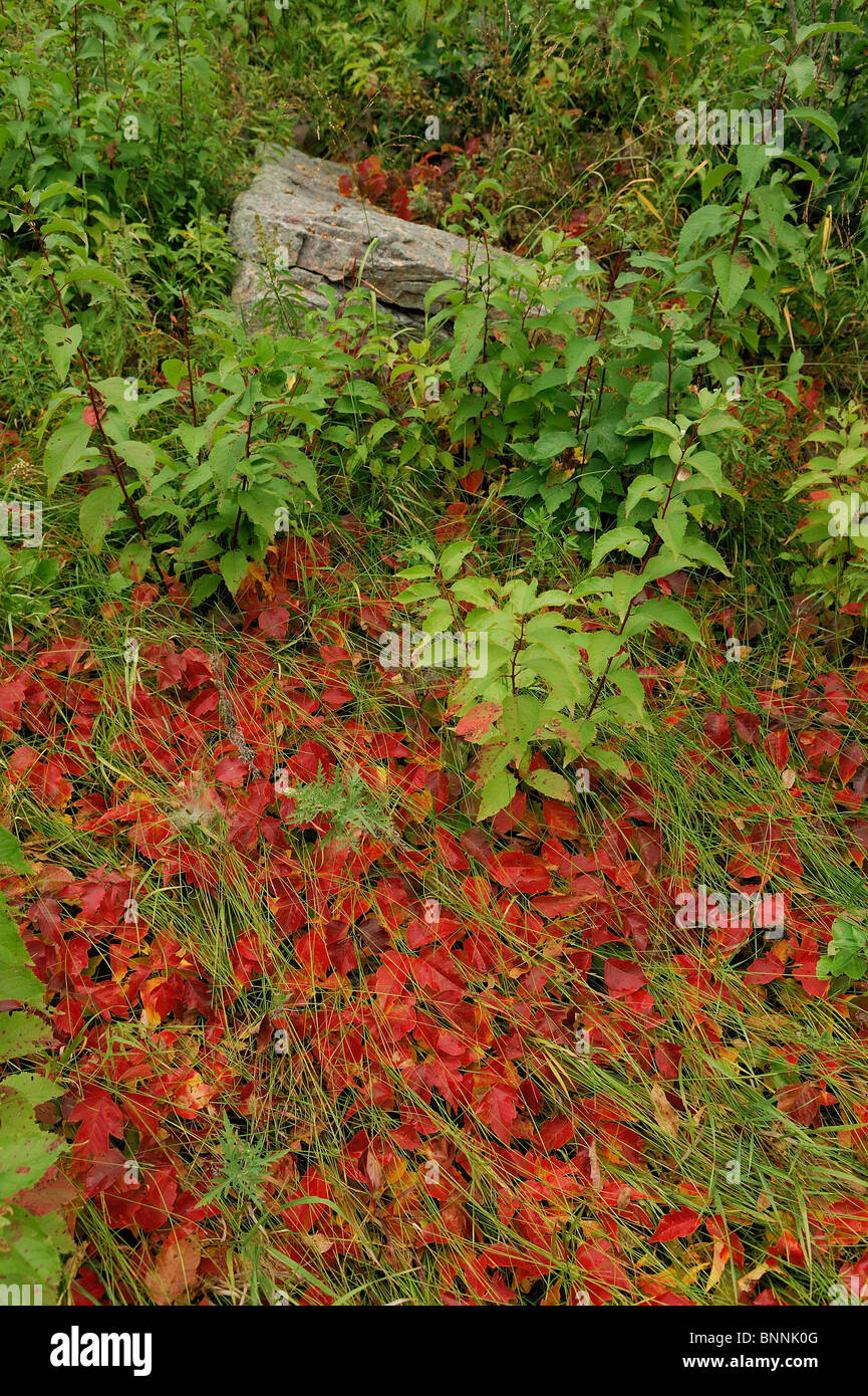 Fall colours colors leaves Pipestone National Monument Minnesota USA Stock Photo