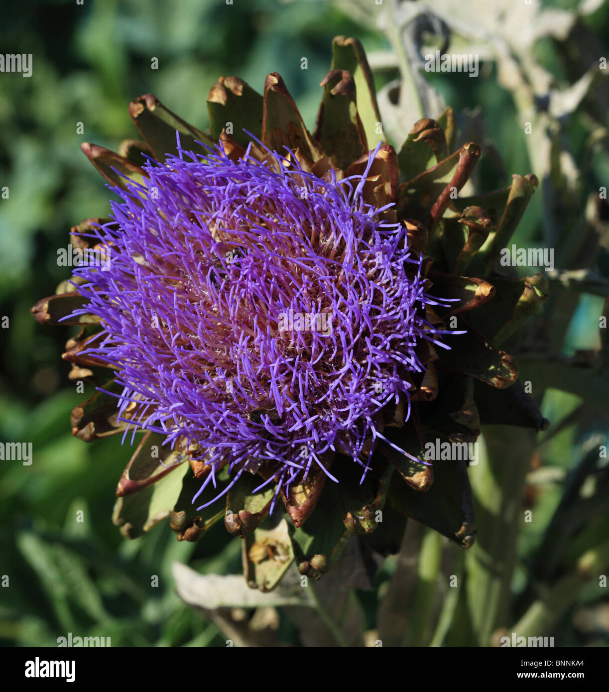 Purple Artichoke flower head Stock Photo Alamy