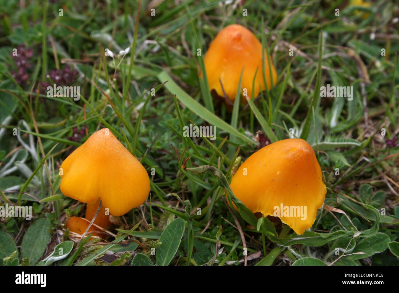 Orange Yellow Coloured Waxcap Hygrocybe sp. Stock Photo