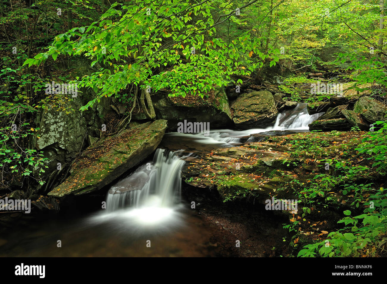 B. Reynolds Falls Waterfall The Glens Ricketts Glen State Park Pennsylvania USA America United