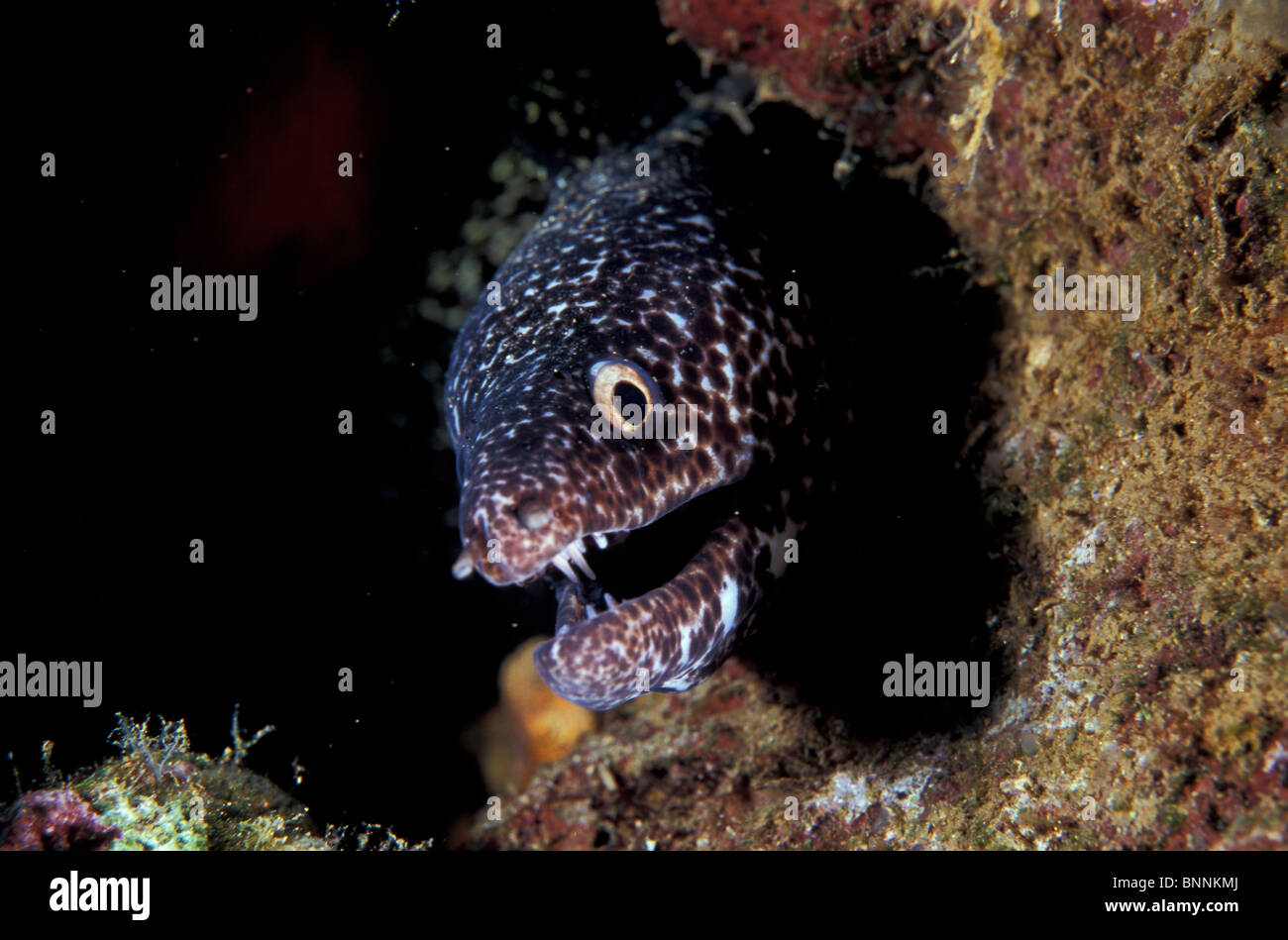 Spotted Moray, Gymnothorax moringa, Facial, portrait, Coral Reef Stock Photo