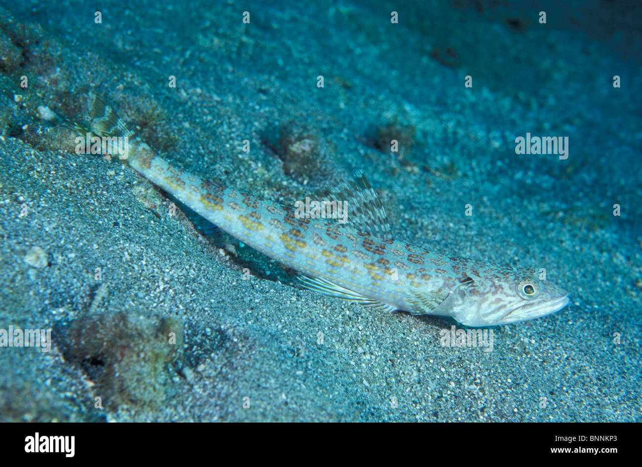 Lizardfish, Synodus intermedius, Sand Diver, side full bodied Stock Photo