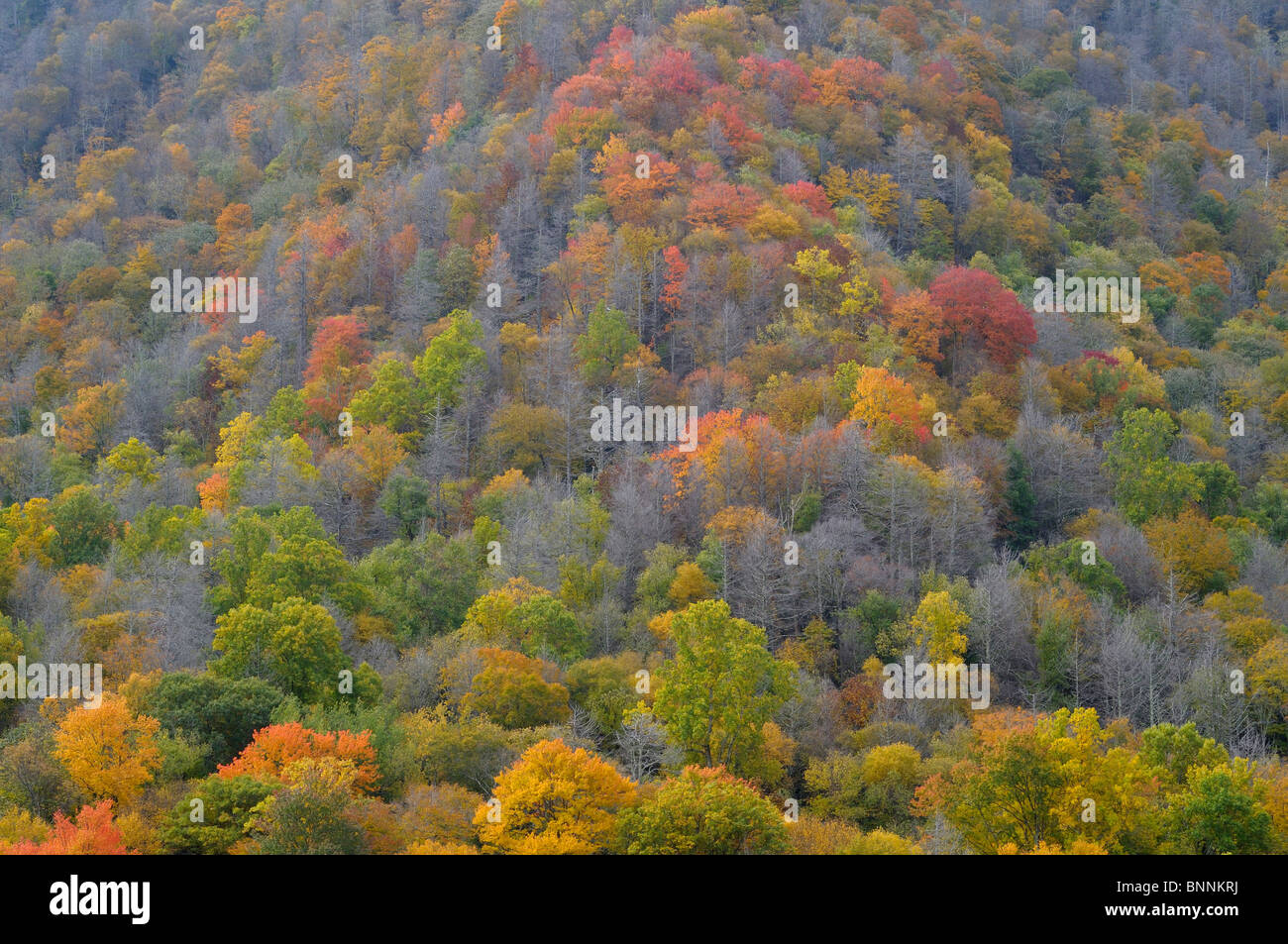 Forest Fall colours colors Great Smoky Mountains National Park