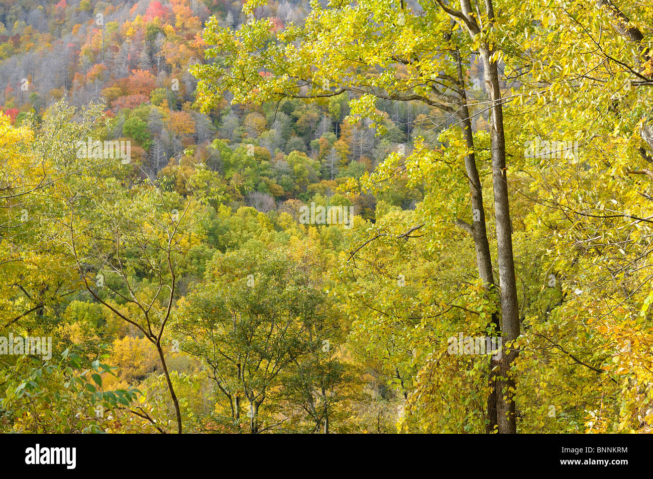 Forest Fall colours colors Great Smoky Mountains National Park