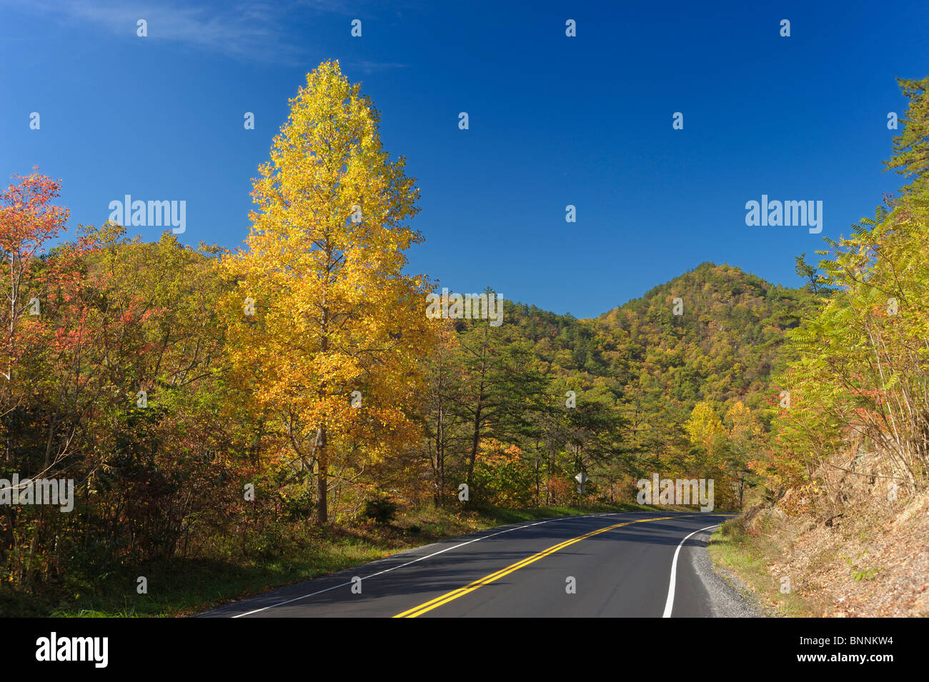 Road Blue Ridge Parkway Buena Vista Virginia USA America United States of America forest fall autumn colours Stock Photo