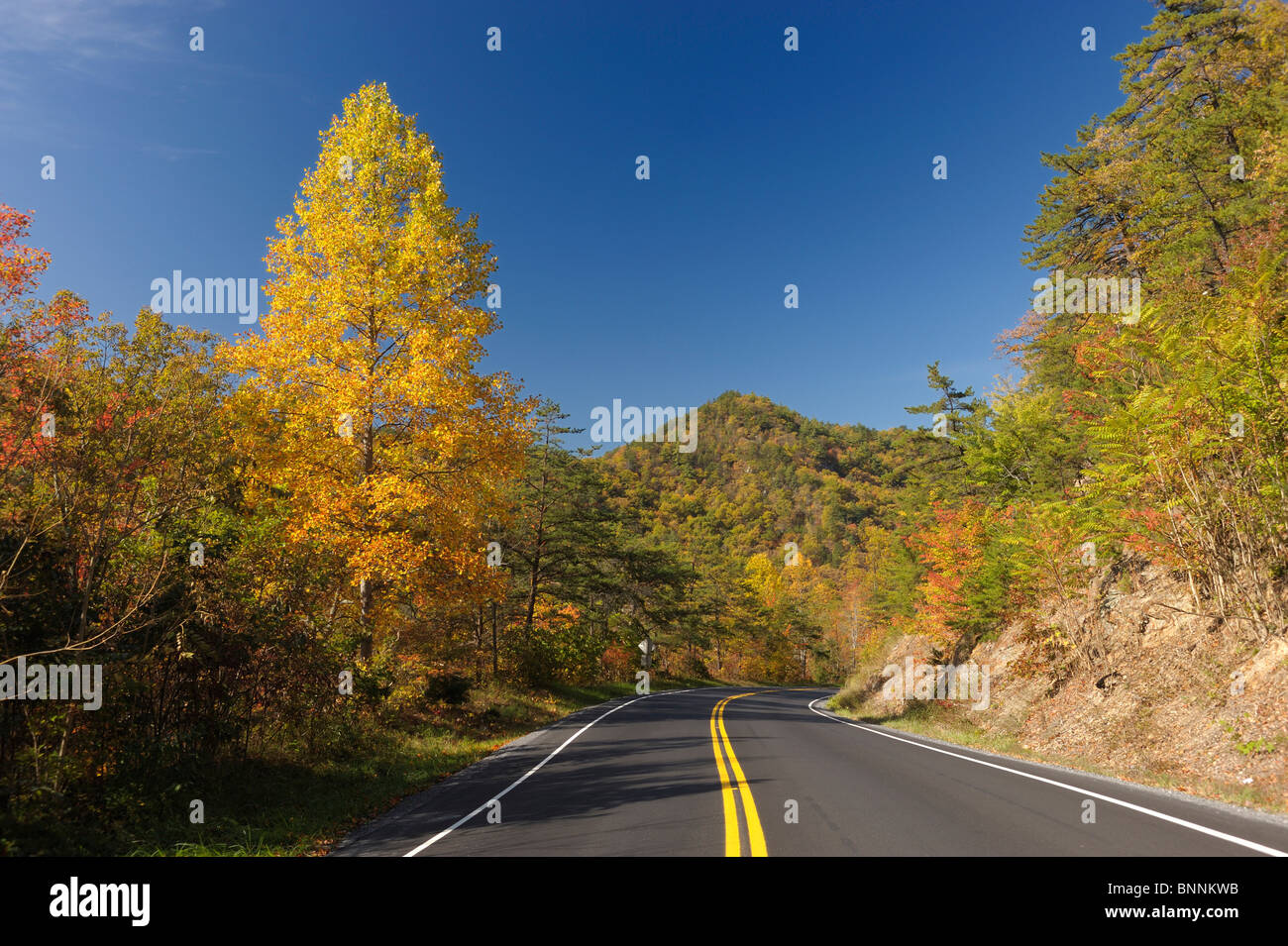Road Blue Ridge Parkway Buena Vista Virginia USA America United States of America forest fall autumn colours Stock Photo