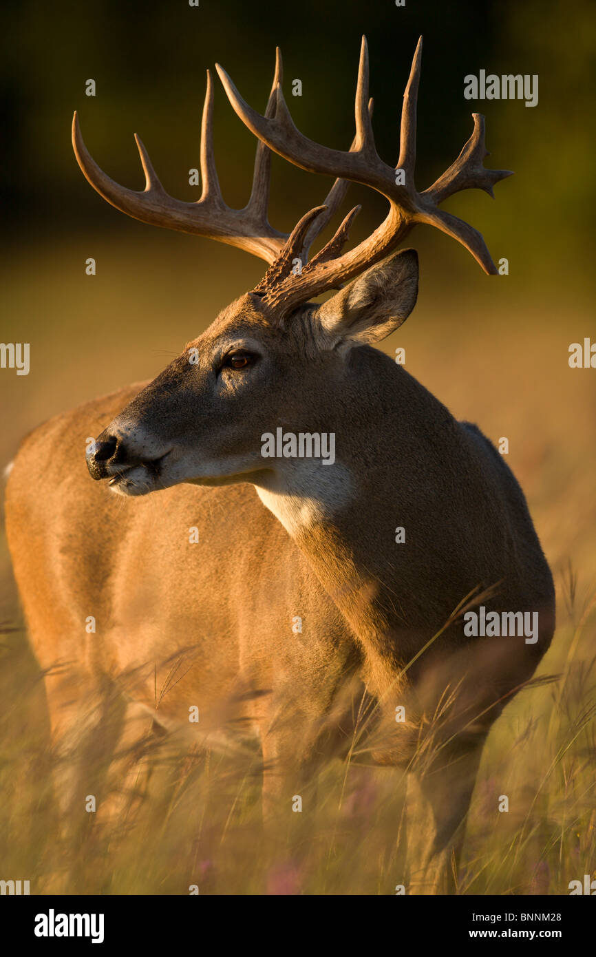 White-tailed Deer, Odocoileus virginianus, grazing in field, Cox Stock Photo