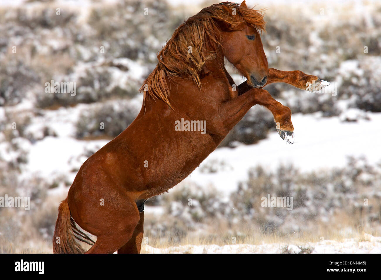 Feral Horse, Equus ferus, Wild horse rearing up Stock Photo