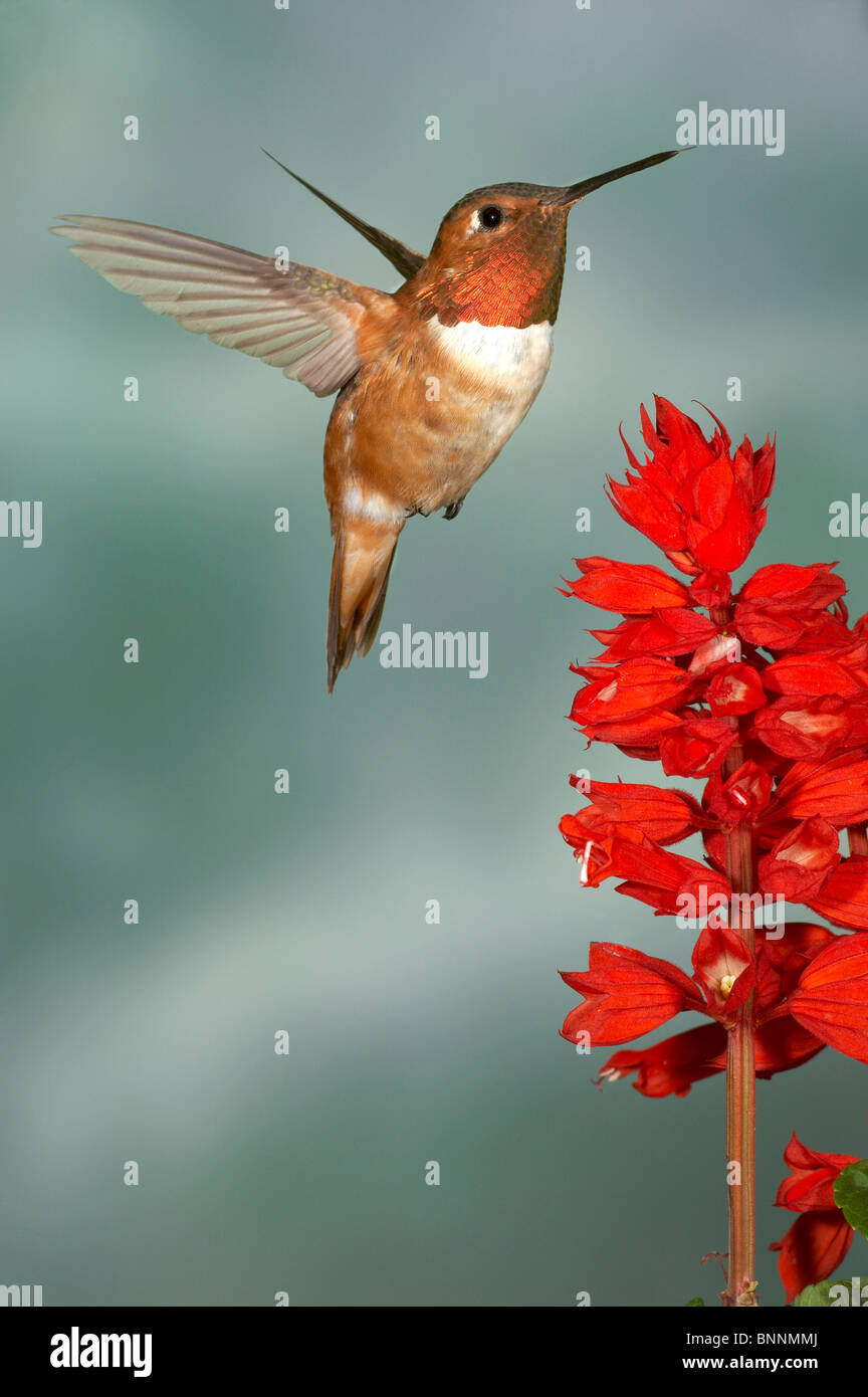 Rufous Hummingbird, Selasphorus rufus, Male, Gila National Forest Stock Photo