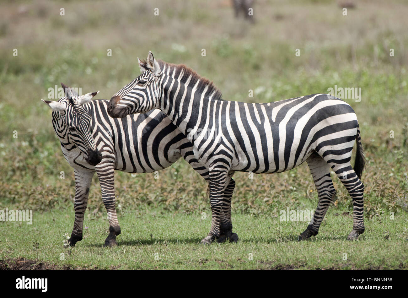 Male zebra hires stock photography and images Alamy