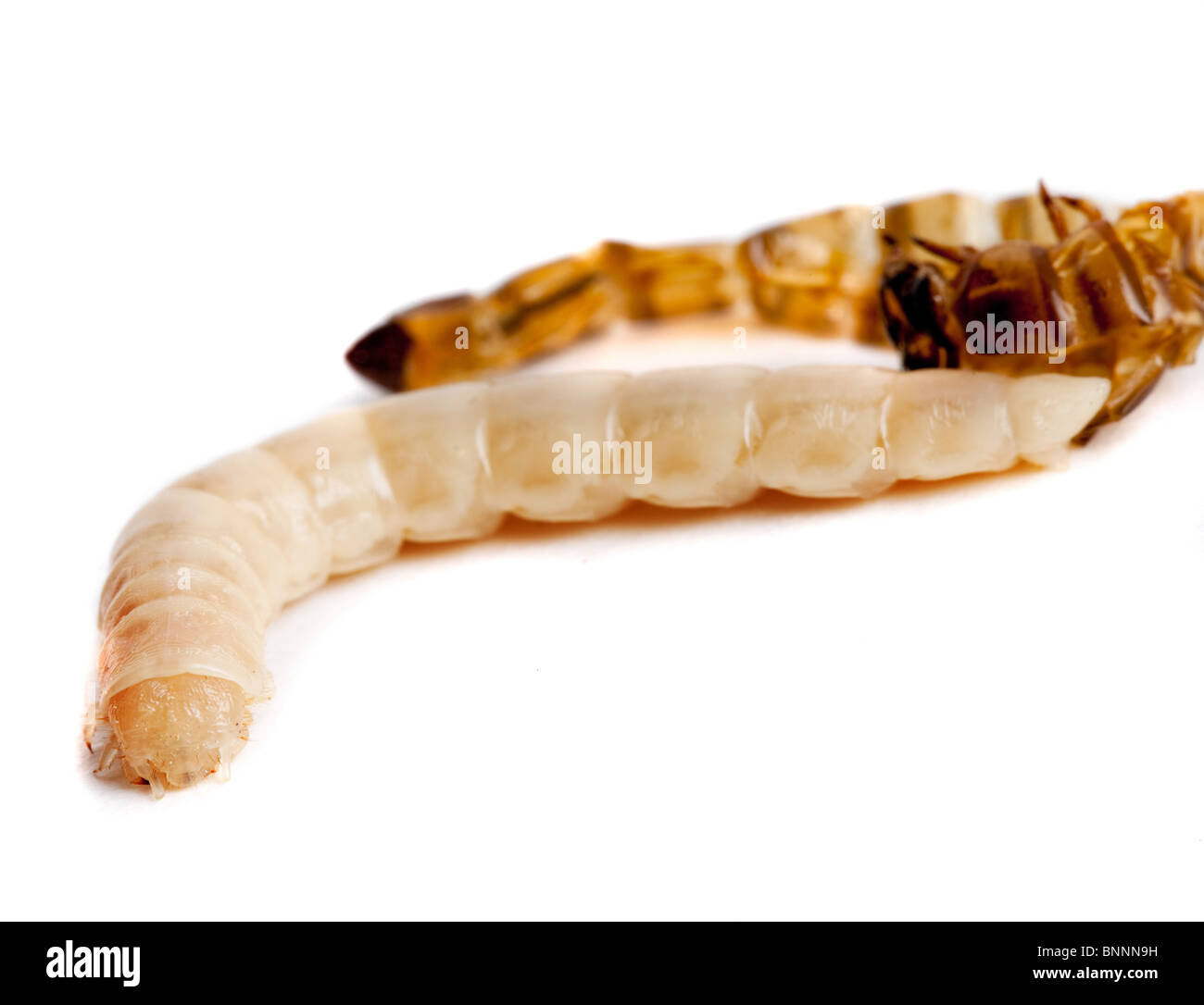 Isolated mealworm or worm reborn after shedding its skin Stock Photo