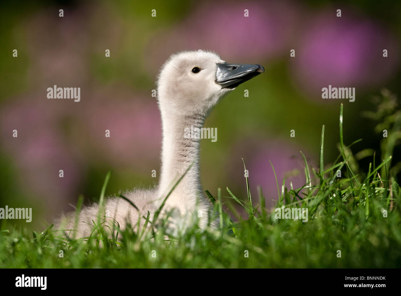 Cygnus Olor - Mute swan Stock Photo