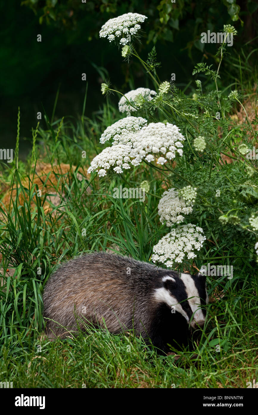 European Badger Meles meles, UK. (c) Stock Photo