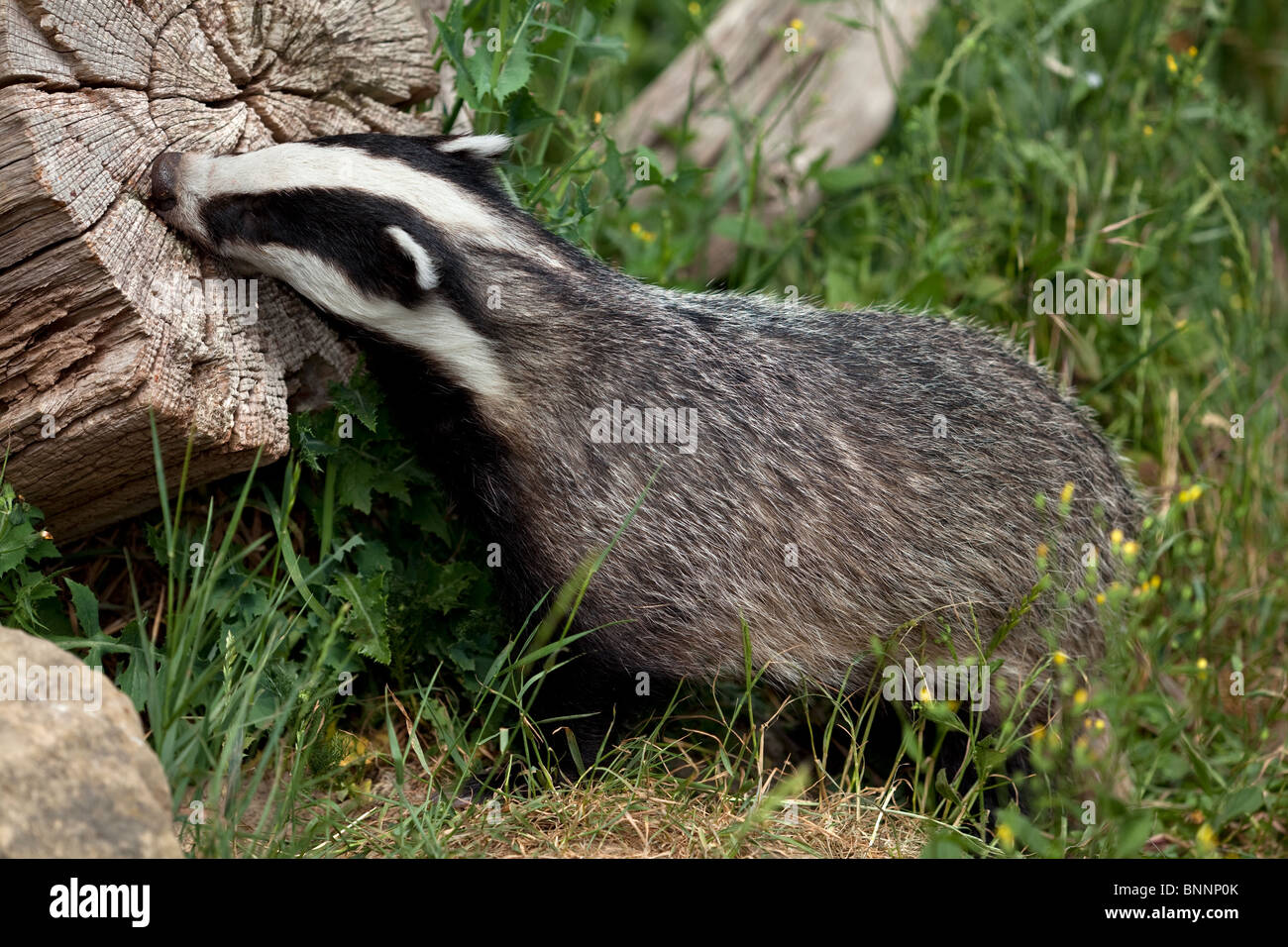 European Badger Meles meles, UK. (c) Stock Photo
