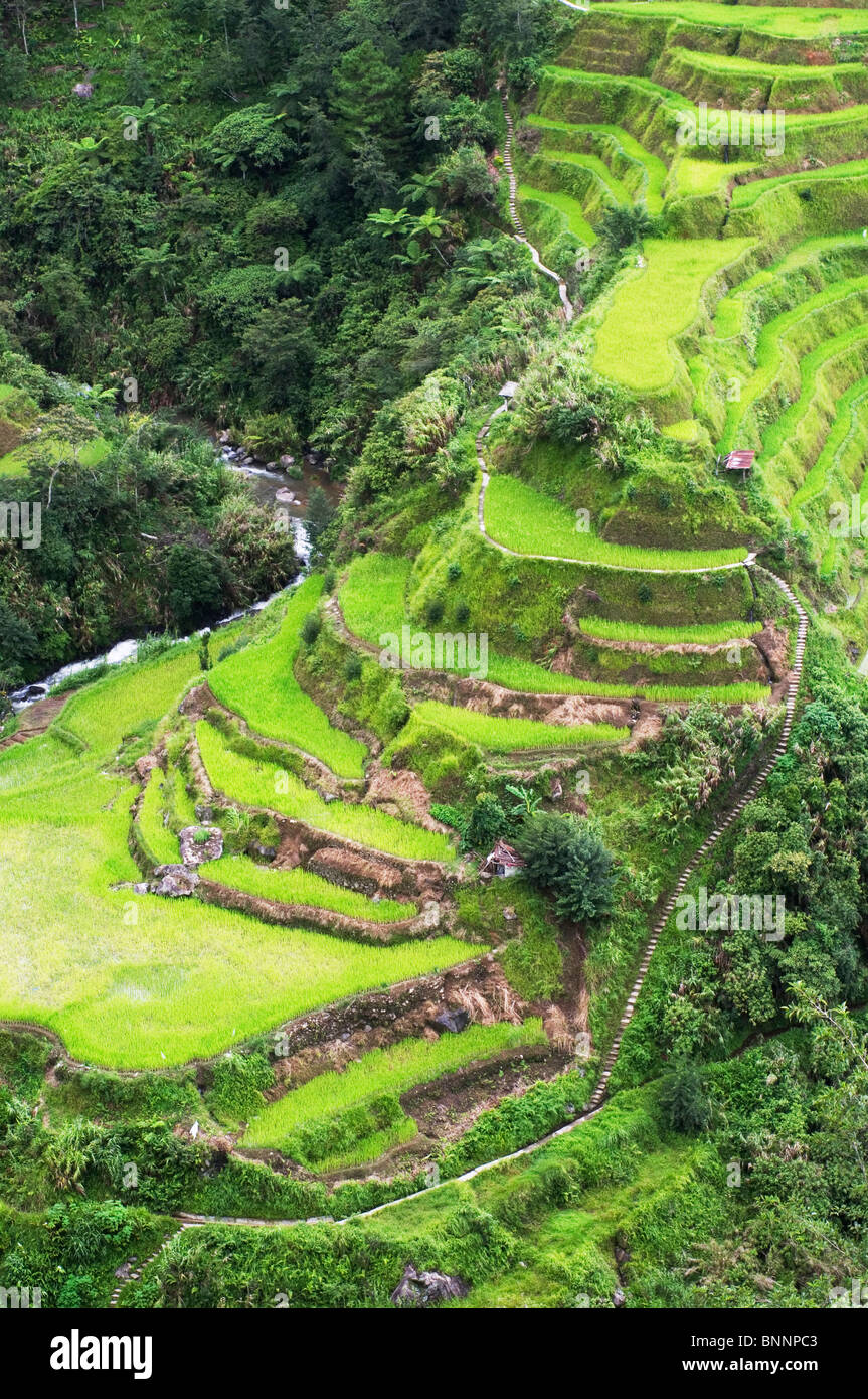 banaue-rice-terraces-in-philippines-asia-stock-photo-alamy