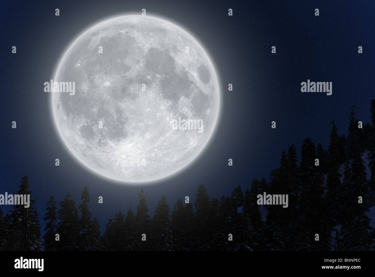 Full moon rising above conifer trees against clear sky. Stock Photo