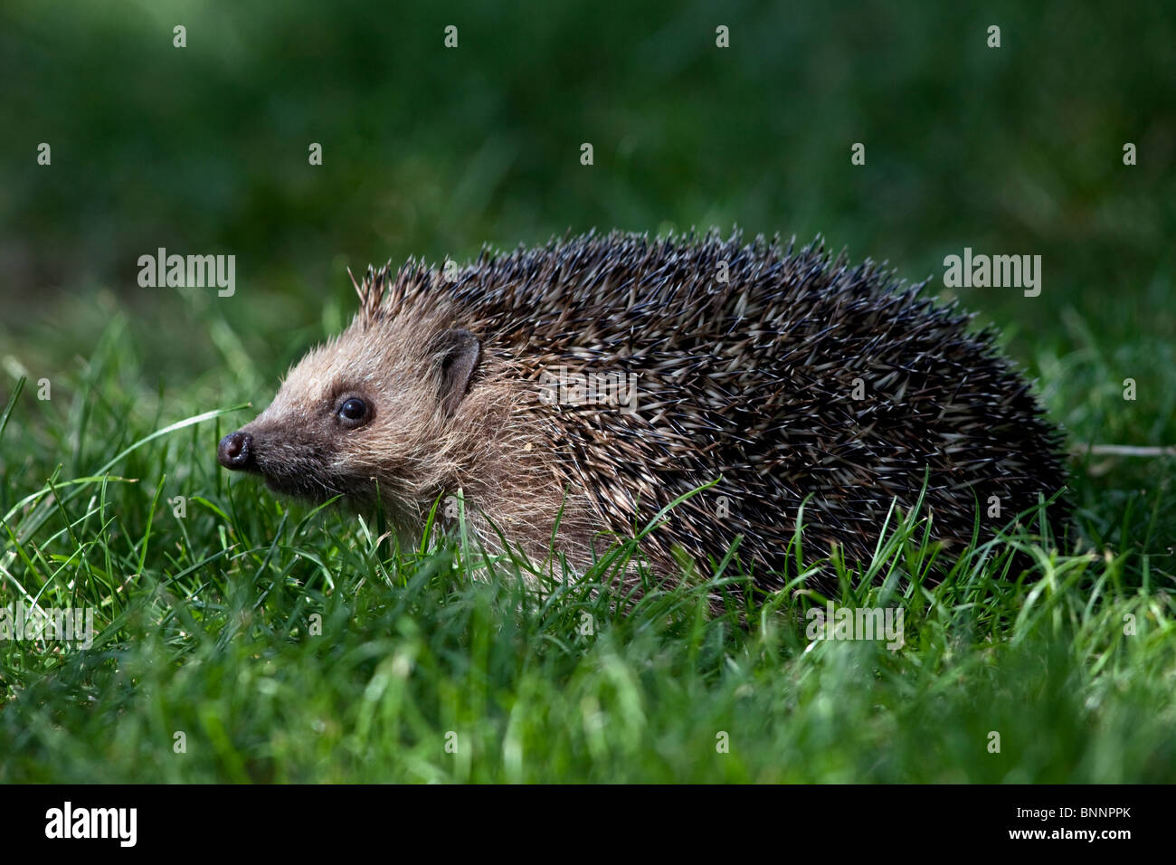 Hedgehog Erinaceus europaeus (controlled conditions) Stock Photo