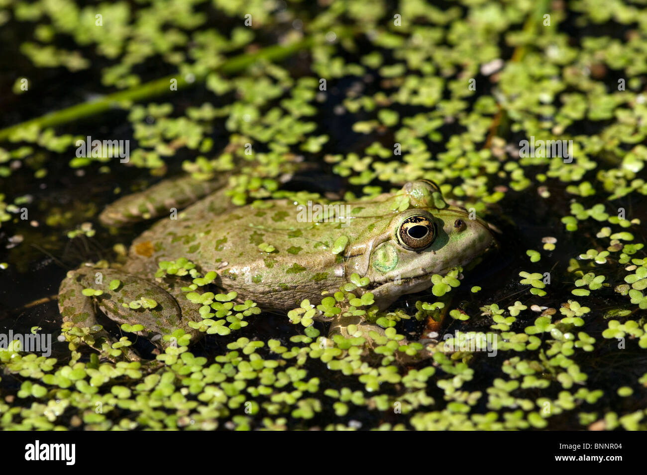 Marsh Frog Rana ridibunda (controlled) Stock Photo