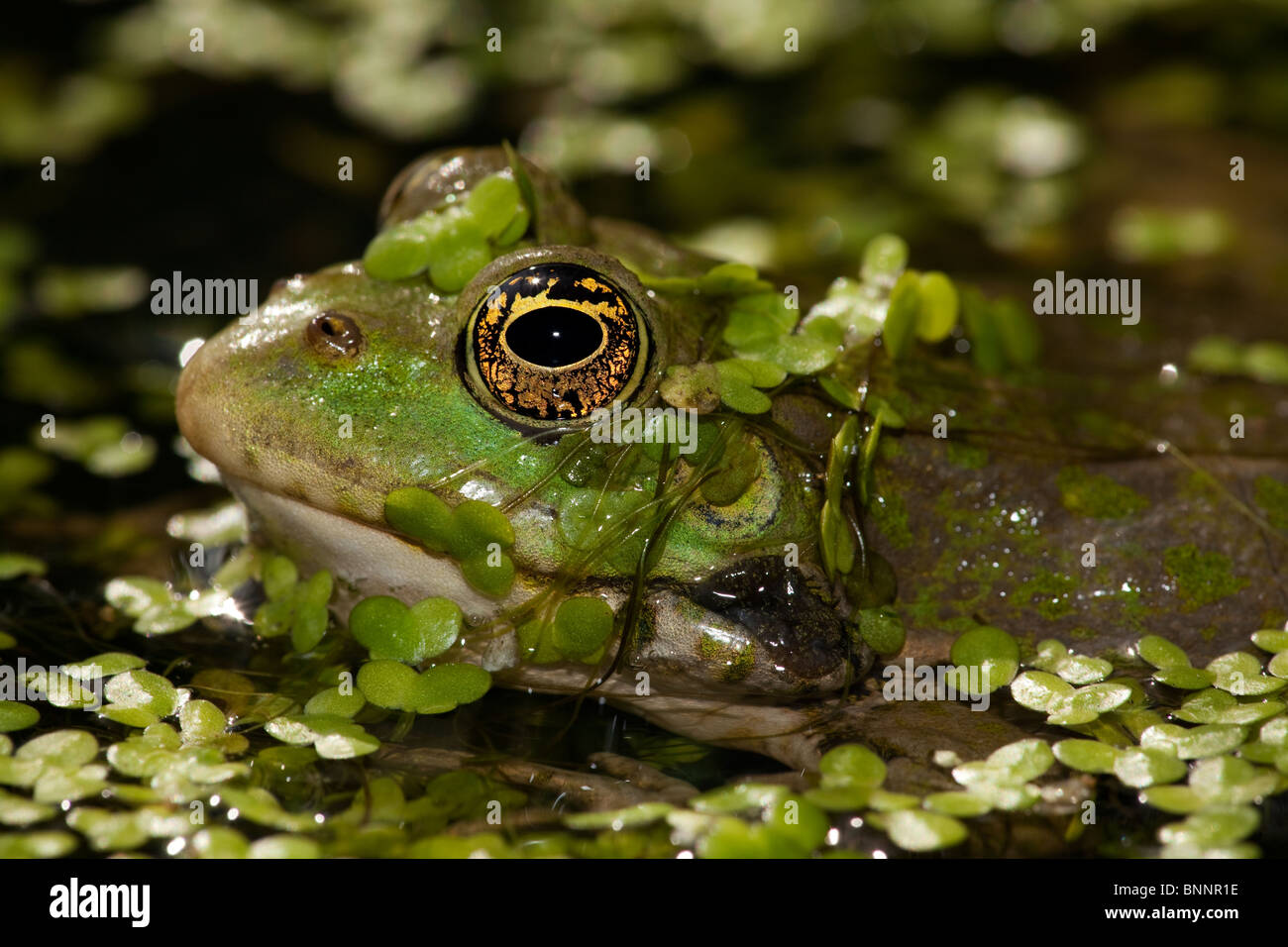 Marsh Frog Rana ridibunda (controlled) Stock Photo