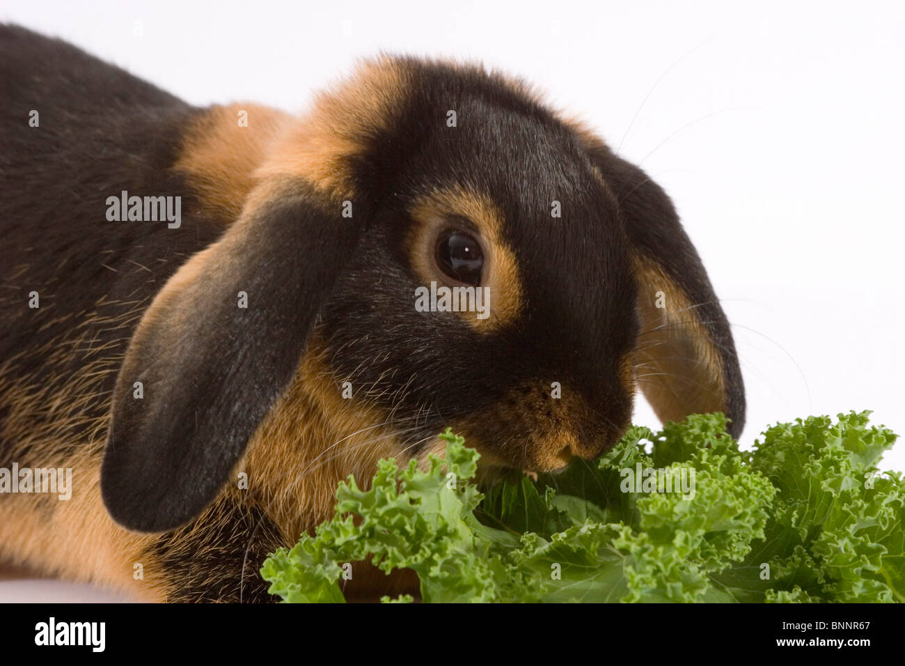 Black rabbits hi-res stock photography and images - Alamy