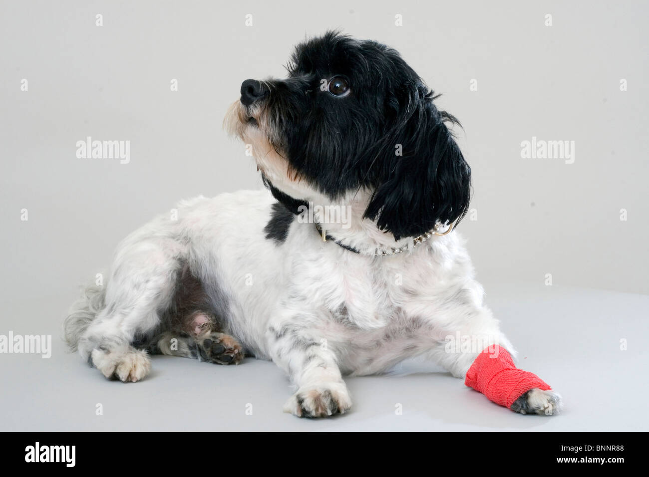 Dog domestic animal pet paw injures violates ill sick injury violation