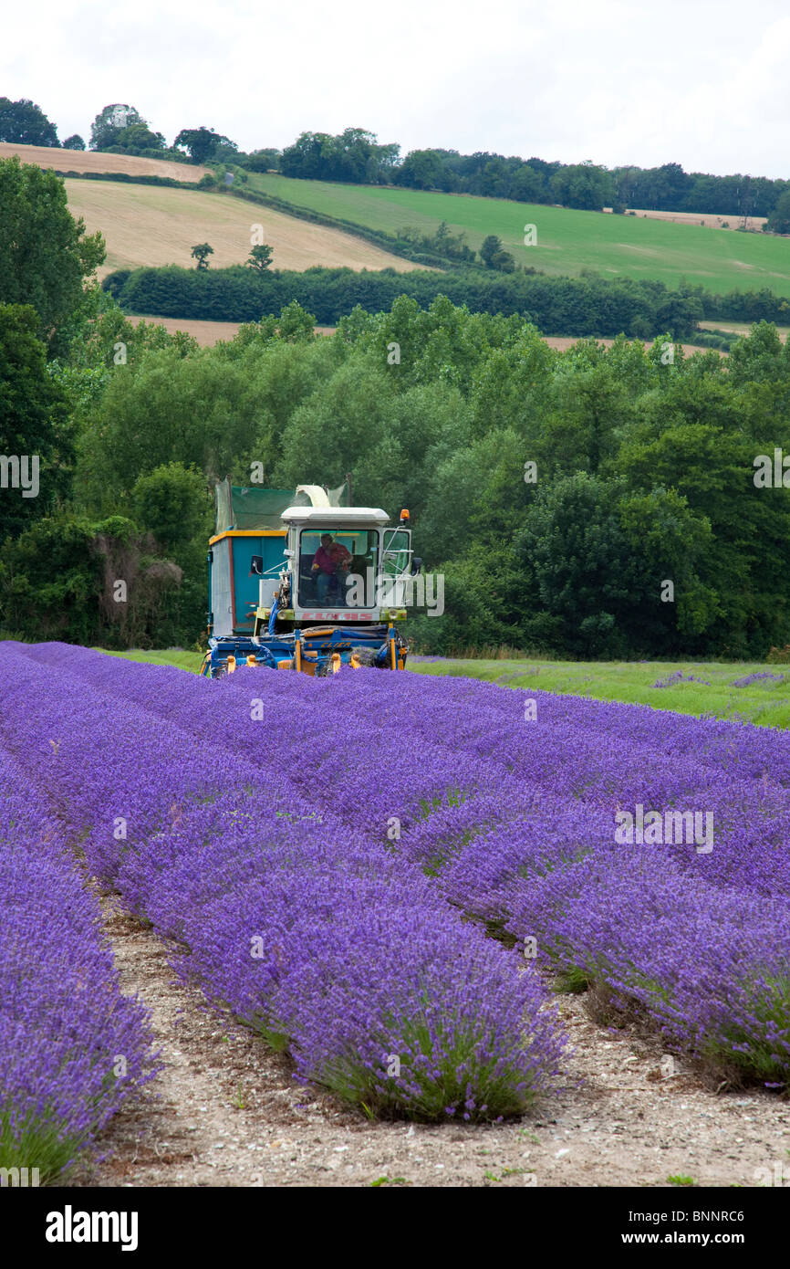 Mechanical harvesting of Lavender Castle Farm next to A225 between